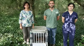 Samsun'da yaralanan çakal tedavi edildi ve doğaya salındı