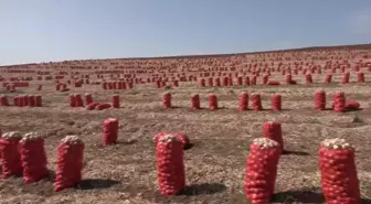 Okullar Açılmasına Rağmen Mevsimlik Tarım İşçisi Çocuklar Tarlada Çalışıyor... 'Para Olmazsa Beni Okula Nasıl Gönderecekler'