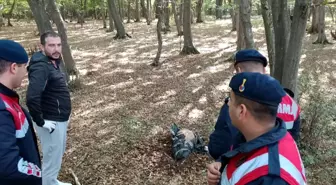 Bolu'da piknik alanında bulunan poşetin içinden köpek çıktı
