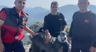 Mersin'de Kaybolan Keçi İtfaiye Ekiplerince Bulundu