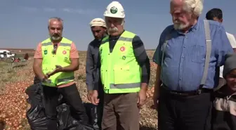 Tarım Orman-İş Sendikası, Soğan Hasadında Çalışan Öğrencilerin Sorunlarına Dikkat Çekti