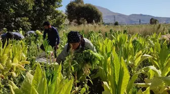 Adıyaman'ın Çelikhan ilçesinde tütün hasadı başladı