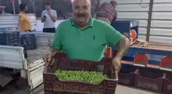 Mersin'de zeytin hırsızlığı çoğaldı, üreticiler bahçelerde nöbet tutuyor