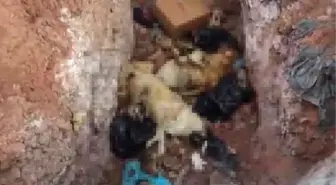 Tunceli Belediyesi Sokak Hayvanları Bakımevi'nde Ölüm İddiaları İncelemeye Alındı