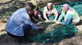 Edremit Belediyesi, Zeytin Hasadıyla Zeytinyağı Üretimine Devam Ediyor