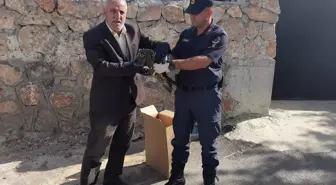 Elazığ'da Yaralı Baykuşlar Koruma Altına Alındı