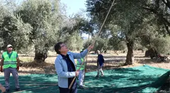 Edremit'te Zeytin Hasadı Başladı