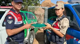 Kilis'te Yaralı Halde Bulunan Balaban Kuşu Koruma Altına Alındı
