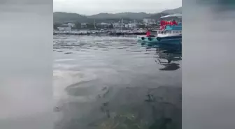 Gemlik'te 4 Metrelik Köpek Balığı Balıkçıları Zorladı