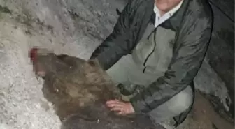 Boz ayı trafik kazasında hayatını kaybetti