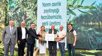Delice Zeytin Ağaçları Aşılanarak Ekonomiye Kazandırılıyor