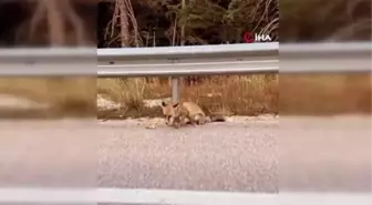 Uludağ'da Hayvanlar Alemi Kamerada