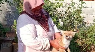 Gaziantep'te bulunan yaralı tilki doğal yaşam alanına bırakıldı