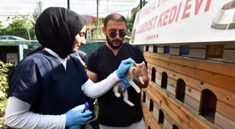 Esenyurt Belediyesi Sokak Hayvanlarına İç Dış Parazit ve Kuduz Aşısı Uyguluyor