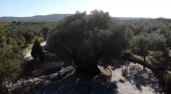 Bin 600 Yıllık Anıt Ağaç, Kuraklığa Meydan Okuyarak Zeytinlerle Dolu