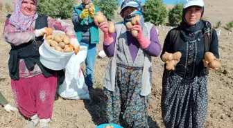 Afyonkarahisar'da 'agria' cinsi patatesin hasadı devam ediyor