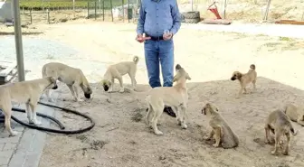 Elazığ'da muhtar 22 yıldır sahipsiz köpekleri besliyor