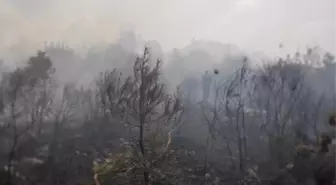 Hatay'ın Yayladağı ilçesinde orman yangını kontrol altına alındı