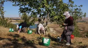Tekirdağ'da Bozuk Orman Arazisinde Yetiştirilen Cevizler Toplanmaya Başladı