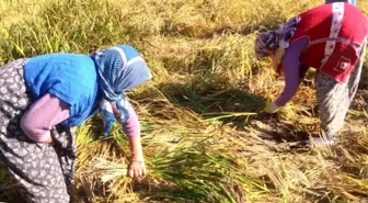 Bolu'da Pirinç Hasat Dönemi Başladı