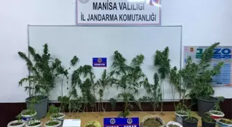 Manisa'da Kenevir Yetiştiren 2 Şahıs Yakalandı