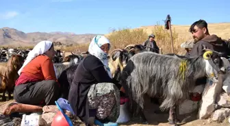 Şırnak'ta Berivanların Süt Sağma Yerlerinin İyileştirilmesi İçin Proje Onaylandı