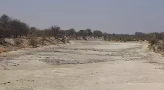 Botsvana'daki Makgadikgadi Tuzlası, Kuş Türlerinin Nesli İçin Hayati Önem Taşıyor