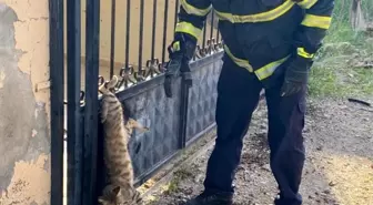 Hatay'da demir kapının parmaklıklarına sıkışan kedi kurtarıldı