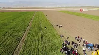 Vali Atay traktöre binerek yer fıstığı hasadı yaptı