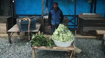 Ordu'nun Çambaşı Yaylası'nda Yetişen Dürme Pancarı Yöre Halkına Gelir Sağlıyor