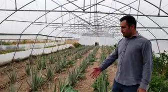 Hakkari'de İlk Kez Aloe Vera Üretimi Gerçekleştirildi