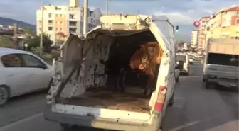 Enkazdan çıkardığı aracıyla boğasını taşıyınca, trafikte ilgi odağı oldu