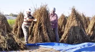 Manavgat'ta Altın Susamın Kalitesi ve Verimliliği İçin Çalışma Yapılıyor