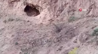 Erzurum'da yaban keçileri cep telefonuyla görüntülendi