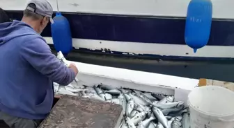 Gelibolu Balıkçıları Lüfer Avından Bereketle Döndü