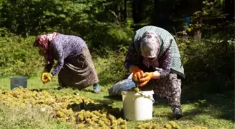 Erfelek'te kestane hasadına başlandı! Kilo fiyatı 300 TL'ye kadar çıkıyor