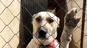 Kangalların kış zırhı hakkında bilgiler verildi