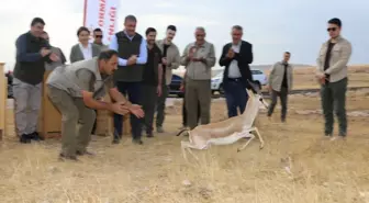 Şanlıurfa 75. Yıl Ceylan Üretme İstasyonu'nda doğan 20 ceylan doğaya salındı