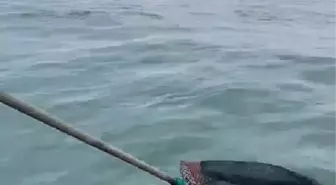 Denizde mahsur kalan yavru ayı balıkçılar tarafından kurtarıldı