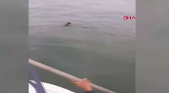 Giresun'da Denizde Mahsur Kalan Yavru Ayı Kurtarıldı