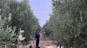 Zeytin hasadı başladı, jandarma önlem alıyor