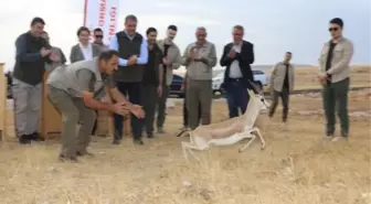 Şanlıurfa'da koruma altındaki ceylanların sayısı artıyor