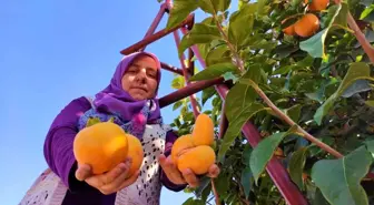 Denizli'de Cennet Hurması Hasat Sezonu Başladı