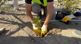 Ankara'daki Kızılcahamam Millet Bahçesinde Tıbbi Aromatik Bitkiler Yetiştiriliyor