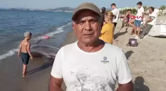 Kuşadası Körfezi'nde Ölü Yunus Bulundu