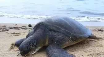 Kuşadası'nda Ölü 3 Yeşil Deniz Kaplumbağası Bulundu