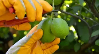 Ortaca'da Limon Hasadı Başladı