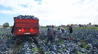 Samsun Bafra Ovası'nda Kışlık Sebze Hasadı Başladı