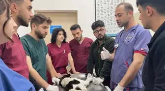 OMÜ Hayvan Hastanesi'nde Hasta Hayvanlar 7 Gün 24 Saat Tedavi Ediliyor