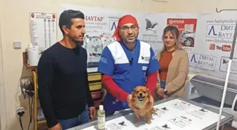 Depremzede Köpek Şila Tedavi Edildi
